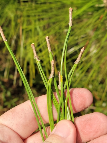 Pinus elliottii (slash pine) (alternate view 5)