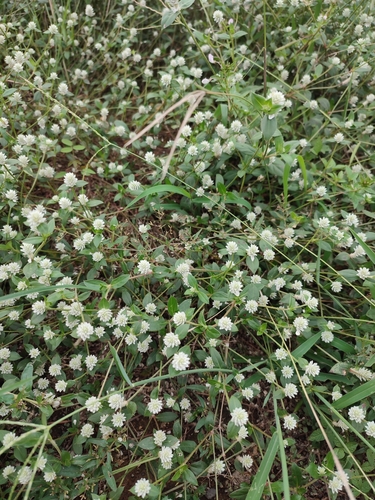 Gomphrena celosioides (prostrate globe-amaranth) (alternate view 4)