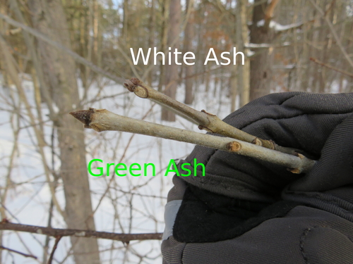 Fraxinus americana (White Ash)