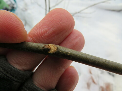 Fraxinus americana (White Ash) (alternate view 2)