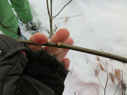Fraxinus americana (White Ash) (alternate view 3)