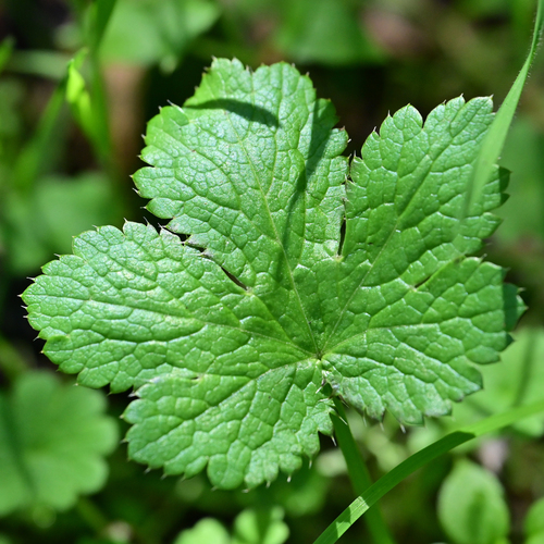 Sanicula crassicaulis (Pacific Sanicle)