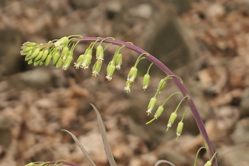 Borodinia laevigata (smooth rockcress) (alternate view 3)