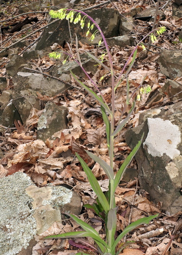 Borodinia laevigata (smooth rockcress)