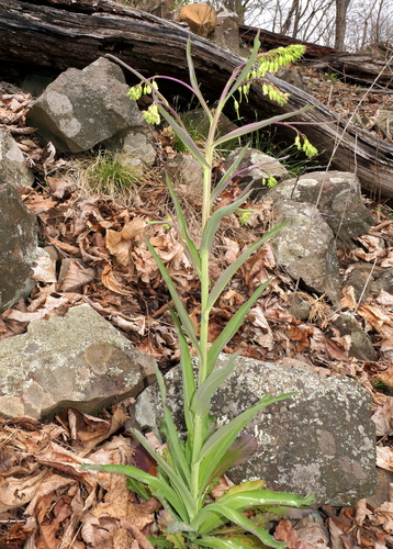 Borodinia laevigata (smooth rockcress) (alternate view 2)