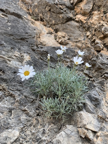 Rhodanthemum