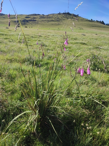 Dierama pulcherrimum (Angel's Fishing Rod) (alternate view 3)