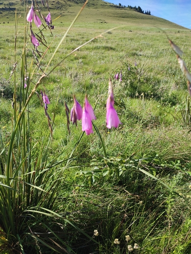 Dierama pulcherrimum (Angel's Fishing Rod) (alternate view 4)