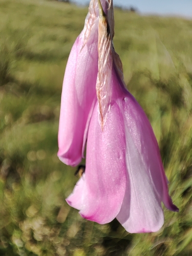 Dierama pulcherrimum (Angel's Fishing Rod) (alternate view 5)