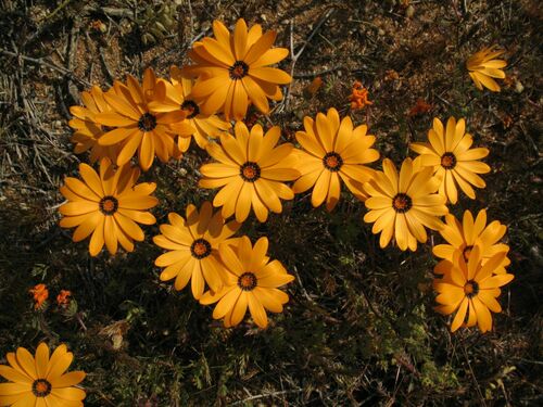 Dimorphotheca (Afro-Australian daisies) (alternate view 3)