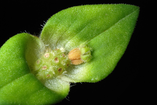 Richardia (Mexican clovers) (alternate view 6)