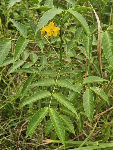 Senna septemtrionalis (Arsenic Bush)
