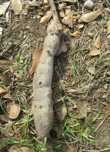 Cissus trifoliata (sorrelvine) (alternate view 4)