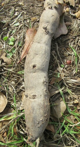 Cissus trifoliata (sorrelvine) (alternate view 3)