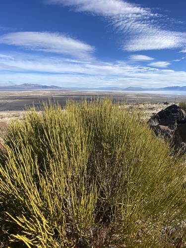 Ephedra viridis (Green Ephedra) (alternate view 9)