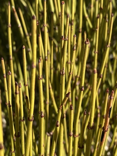 Ephedra viridis (Green Ephedra) (alternate view 10)