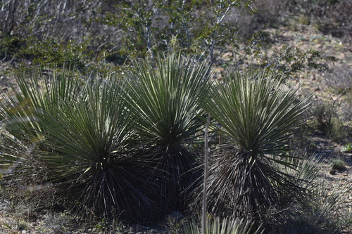 Yucca constricta (Buckley's Yucca)
