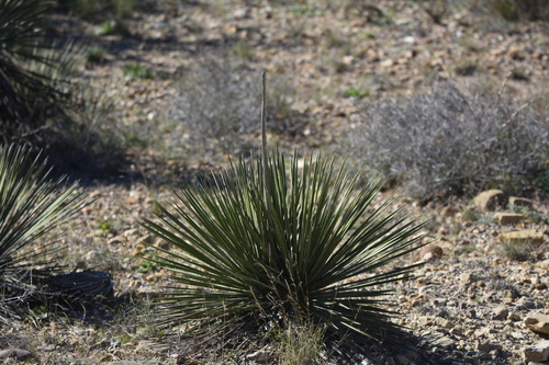 Yucca constricta (Buckley's Yucca) (alternate view 2)
