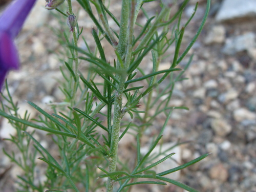 Ipomopsis (Skyrockets) (alternate view 3)