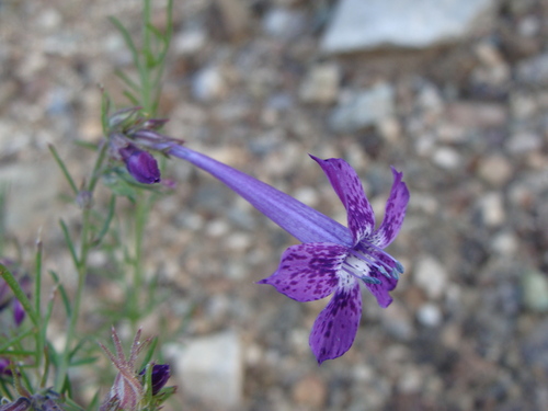 Ipomopsis (Skyrockets) (alternate view 4)