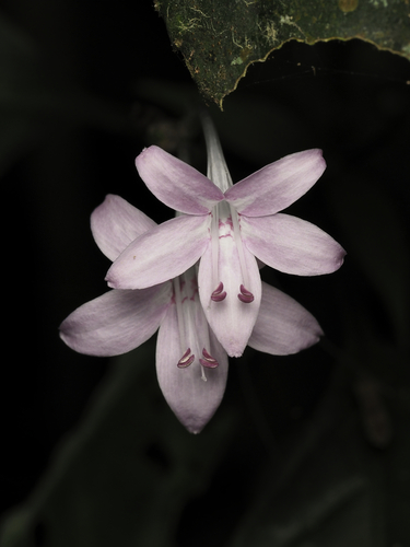 Pseuderanthemum (alternate view 5)