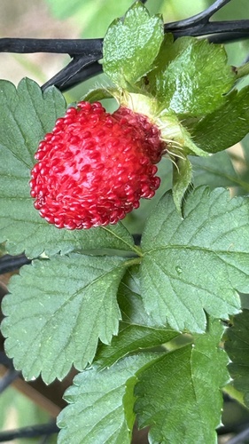 Potentilla indica (mock strawberry)