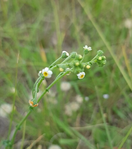 Hackelia suaveolens (sweet hound's-tongue)