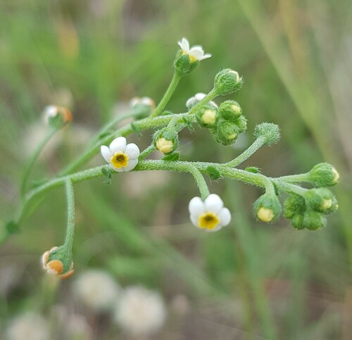 Hackelia suaveolens (sweet hound's-tongue) (alternate view 3)