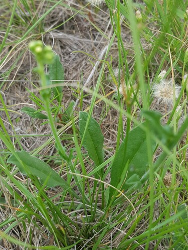 Hackelia suaveolens (sweet hound's-tongue) (alternate view 2)