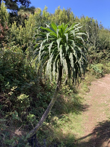 Echium pininana (Giant Viper's-bugloss)