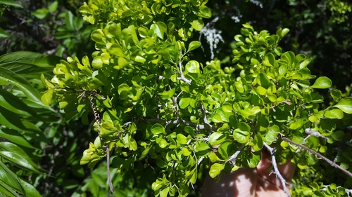 Condalia hookeri (Brasil)