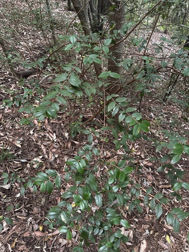 Myrtus communis (alternate view 3)