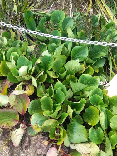 Bergenia crassifolia (Heartleaf bergenia) (alternate view 4)