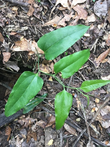 Smilax smallii (Lanceleaf Greenbrier) (alternate view 5)