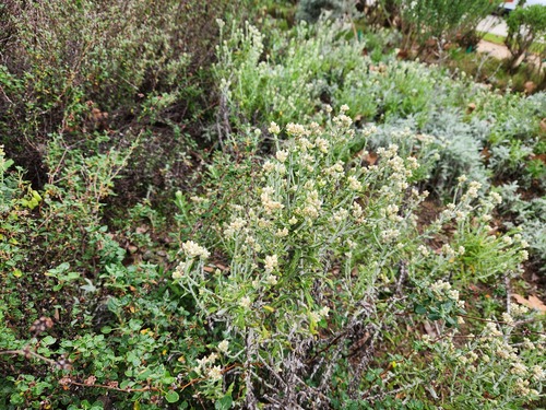 Pseudognaphalium biolettii (two-color rabbit tobacco) (alternate view 6)