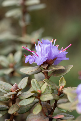 Rhododendron impeditum (Dwarf Purple Rhododendron) (alternate view 2)