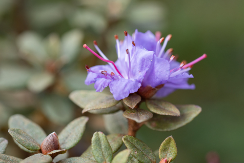 Rhododendron impeditum (Dwarf Purple Rhododendron)