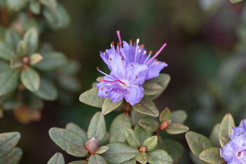Rhododendron impeditum (Dwarf Purple Rhododendron) (alternate view 3)