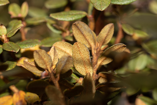 Rhododendron impeditum (Dwarf Purple Rhododendron) (alternate view 5)