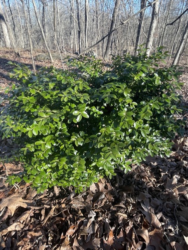 Buxus sempervirens (English Boxwood) (alternate view 3)