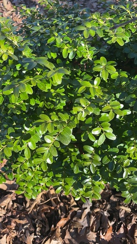 Buxus sempervirens (English Boxwood) (alternate view 4)