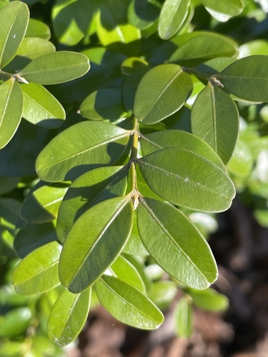 Buxus sempervirens (English Boxwood) (alternate view 5)