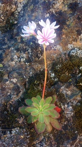 Lewisia cotyledon (lewisia) (alternate view 4)