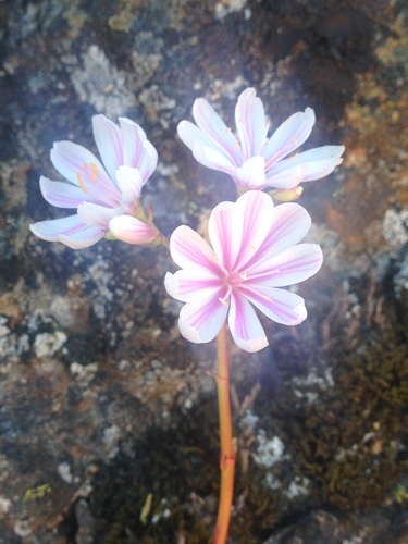 Lewisia cotyledon (lewisia) (alternate view 5)