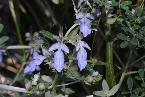 Teucrium fruticans (alternate view 7)
