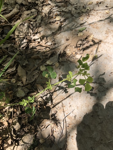 Medicago polymorpha (bur clover)