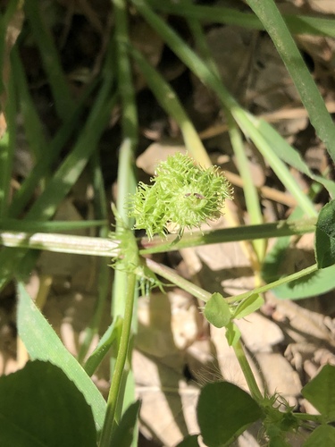 Medicago polymorpha (bur clover)
