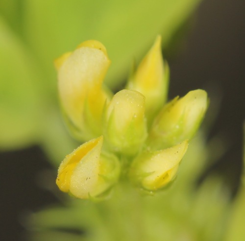 Medicago polymorpha (bur clover)