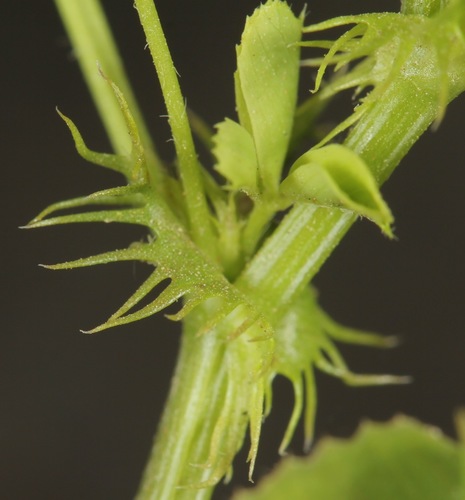 Medicago polymorpha (bur clover)