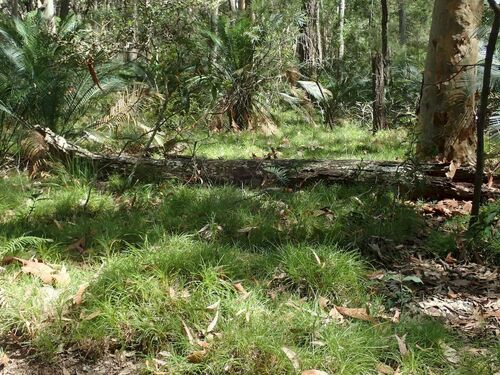Lomandra confertifolia (clumped matrush) (alternate view 3)